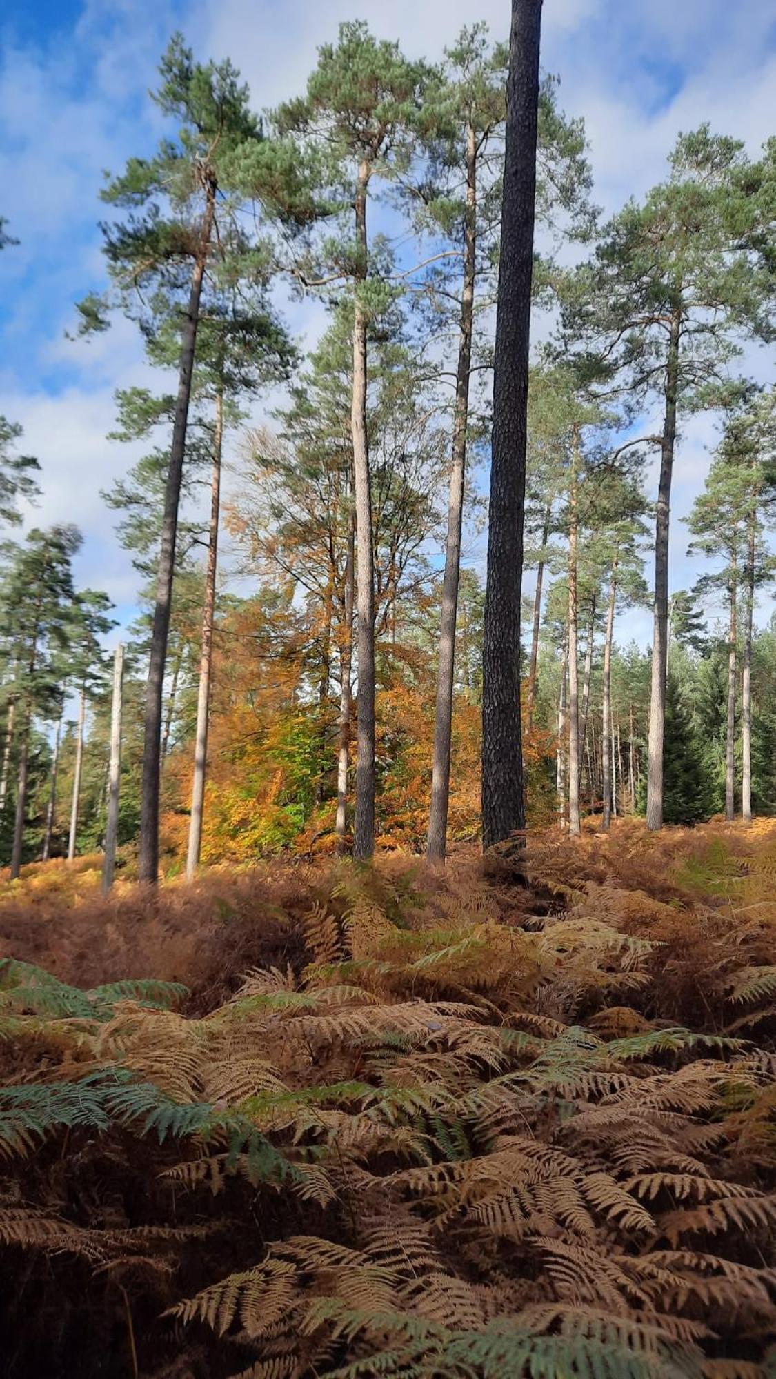 Appartamento Au Coin Des Fagnes Jalhay Esterno foto